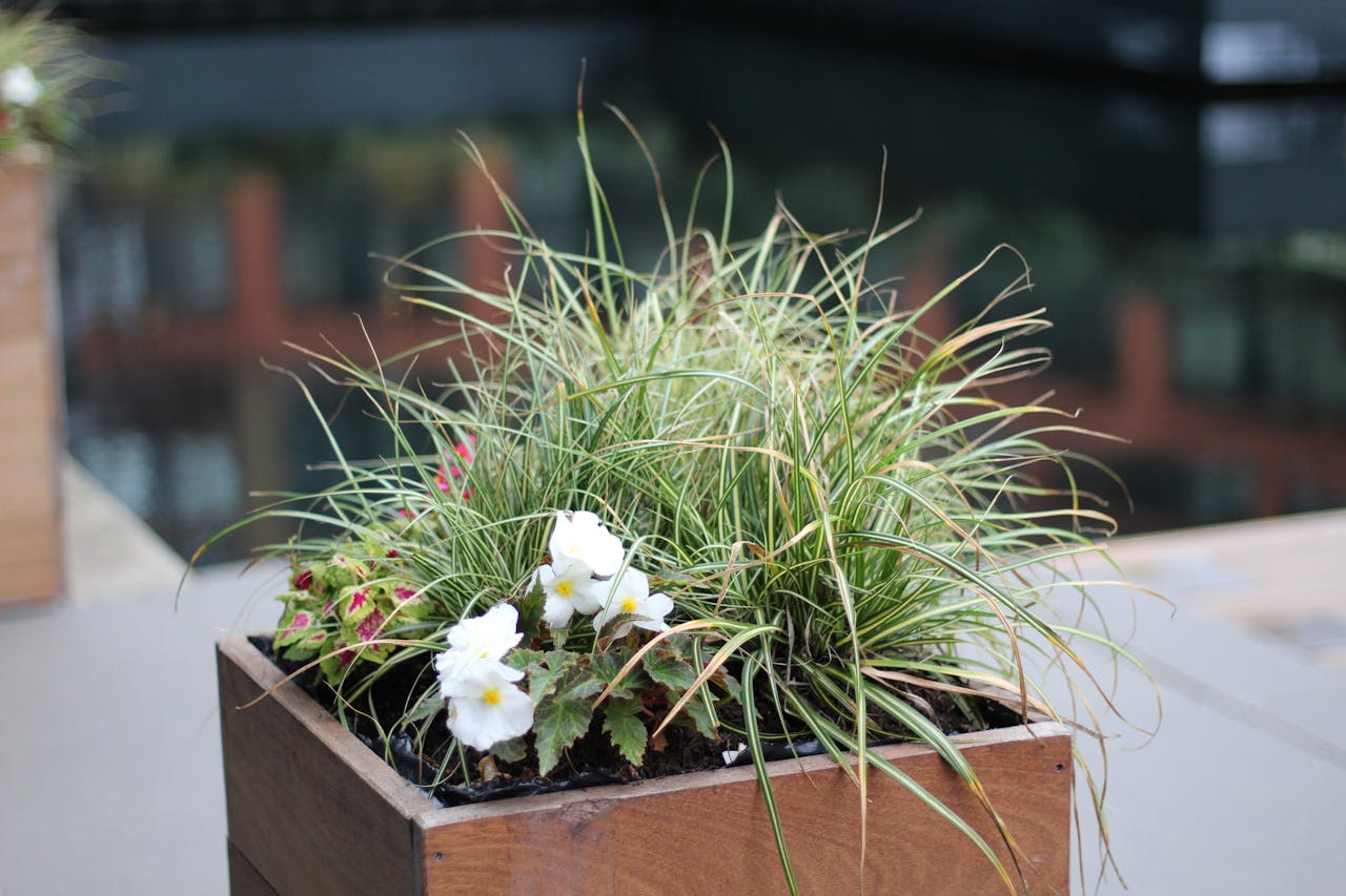 why-choose-us Wooden planter showcasing vibrant foliage and delicate white flowers, set in a modern outdoor space.