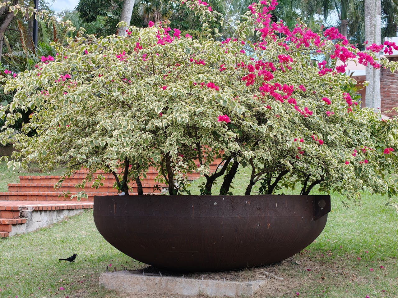 about-01 A lush Bougainvillea bush with red flowers in a large rustic planter outdoors.