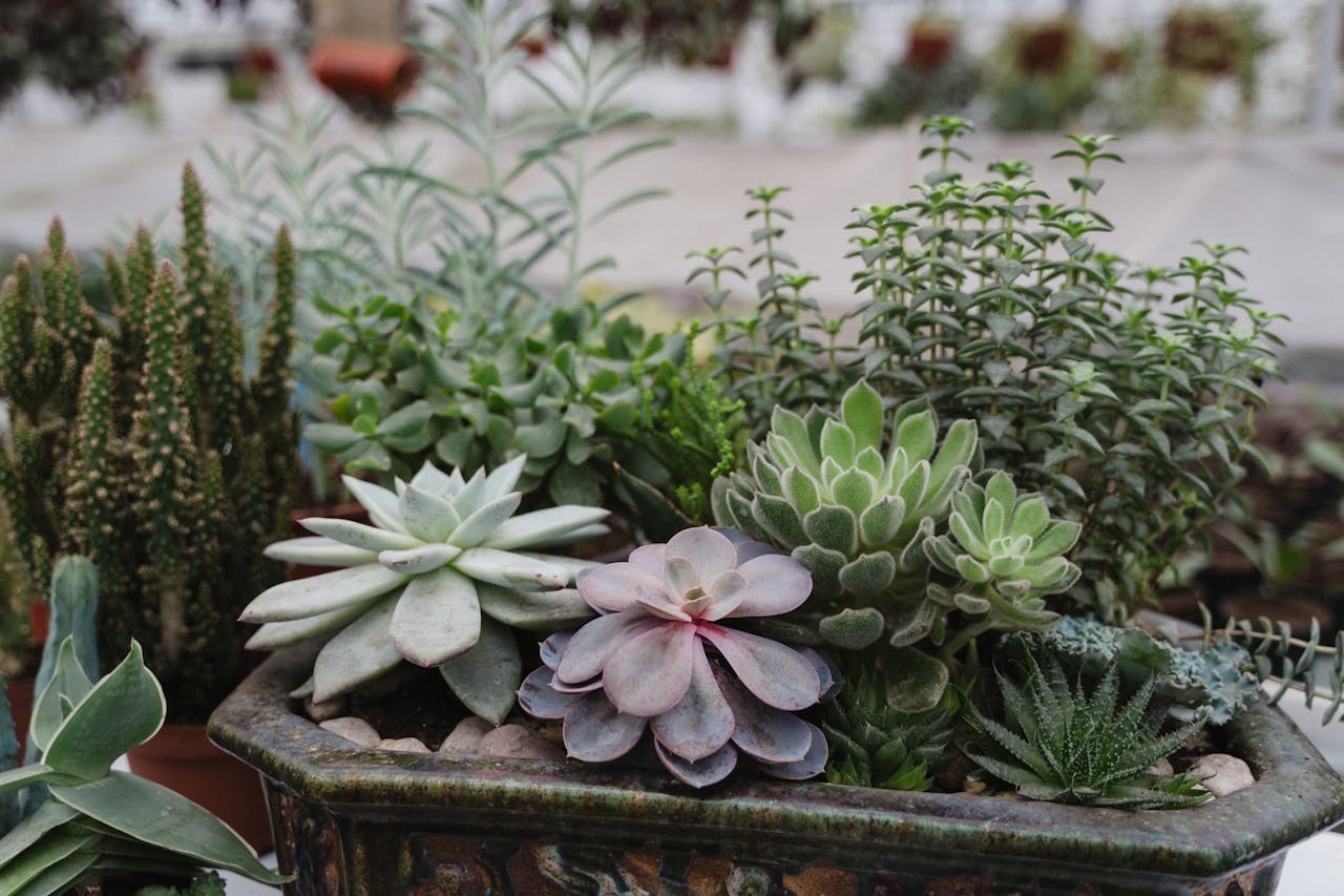 services-01 Close-up of diverse succulent plants in a decorative planter, showcasing various textures and colors.